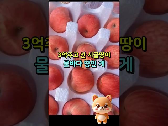 3억주고 산 시골땅에  빗물이 고이는 이유가 충격#사는이야기 #삶의지혜 #오디오북 #노년의#라디오사연 #사연 #네이트판썰#노년의지혜#노년의품격