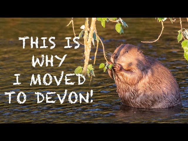 PHOTOGRAPHING BEAVERS in DEVON - CANON 1DXMKII