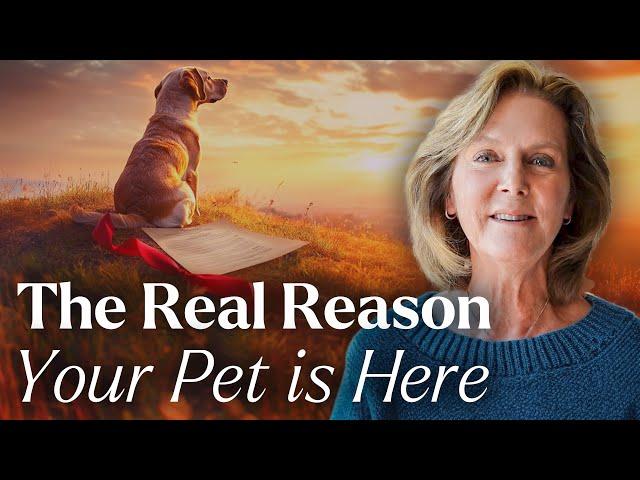 Understanding Animals' Soul Contracts: The Animal Network