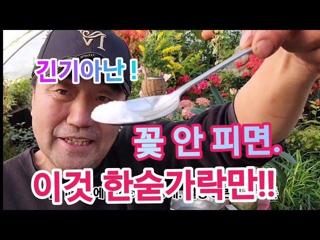 꽃도 안 피고, 누렇게 죽어가는 긴기아난!! (이거 한 숟가락이면 싹다 살아나요!!)