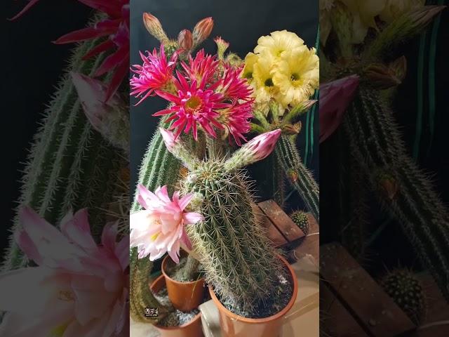 Cactus Flower Timelapse Opus Magnum 2/2 #cactus #gardening #plants #nature #cactusjerk #timelapse