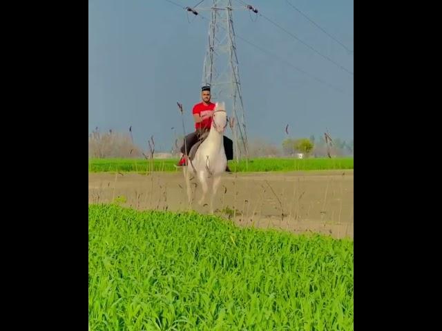 Nukra horse of punjab // beautiful riding