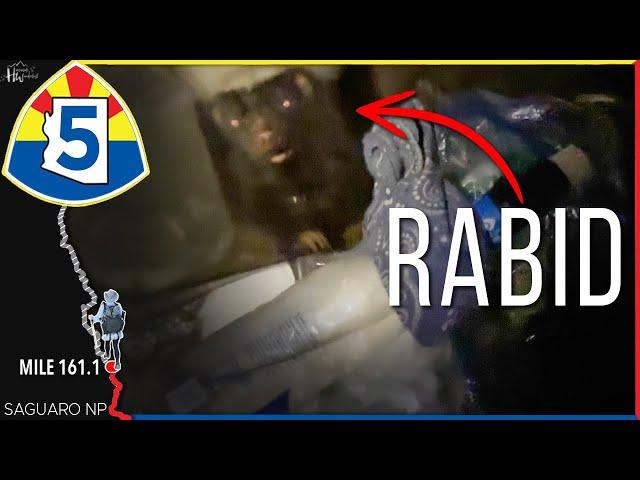 The Scariest...WEIRDEST Animal Attack I've Ever Experienced (Arizona Trail 2025)