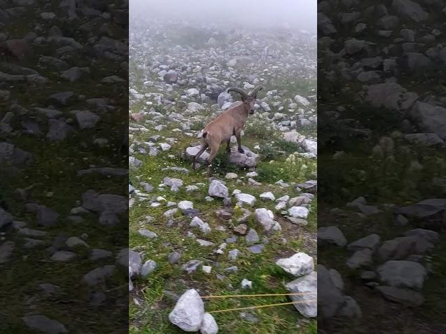 Горные туры на ночёвках Баран-кош в Безенги часть 3