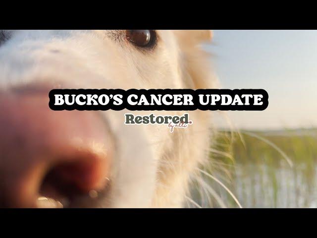 Lymphoma UPDATE for Bucko - Cabin Trip - Minnesota - Restored by alli