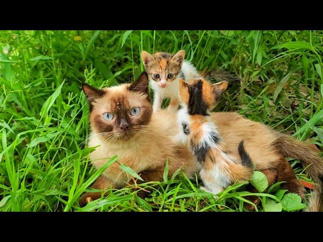 Rescue of young mama cat and her kittens next to the road