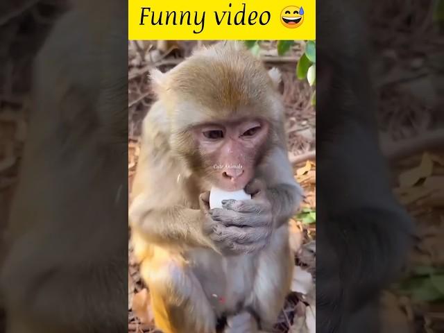 Funny video  #0097 #shortsfeed #babymonkey #cutis