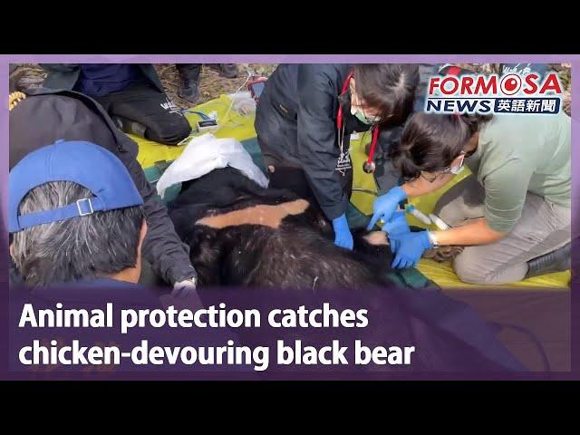 Animal protection catches chicken-devouring black bear｜Taiwan News