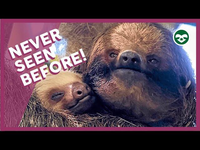 Three-Fingered Sloth 'Adopts' a Two-Fingered Baby Sloth!