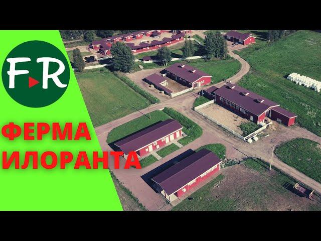 Семейная ферма Илоранта. Содержание айрширских коров. Цех переработки молока. Забойный цех для овец.