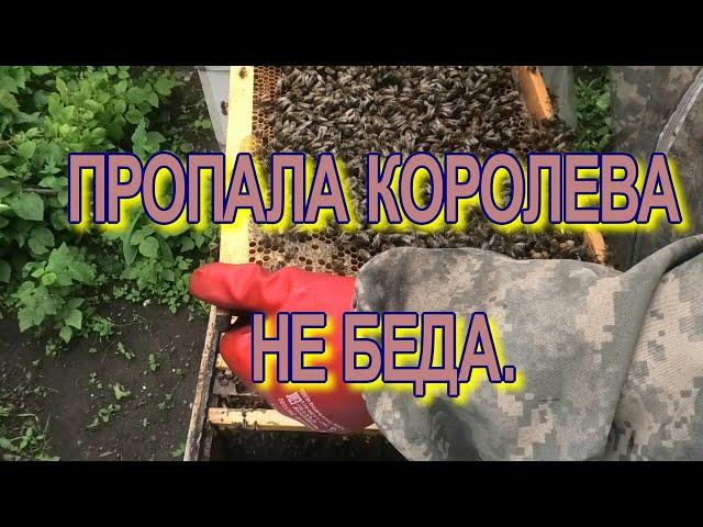 ПРОСТОЙ СПОСОБ, РАЗВИТЬ ХОРОШУ ПОРОДУ ПЧЁЛ.