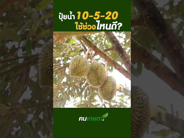 ปุ๋ยน้ำ 10-5-20 ใช้ช่วงไหนดี? #ฅนเกษตร #ปลูกทุเรียน #ปุ๋ยทุเรียน  #durian