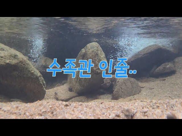 청정지역 1급수의 계곡을 수중 촬영해 보았습니다 [진구마TV]