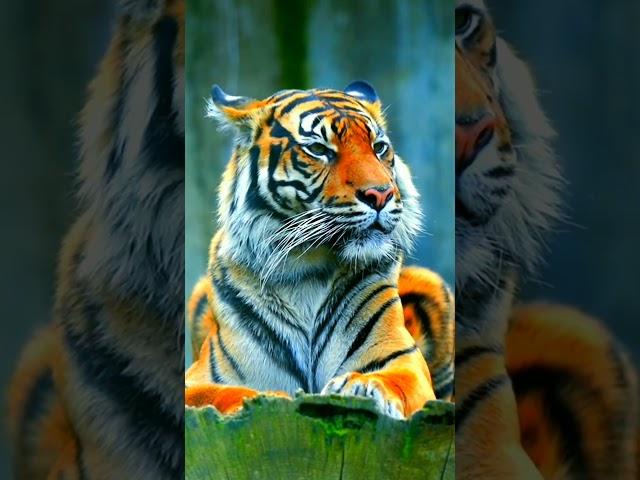 #beautiful animal #viralvideo #