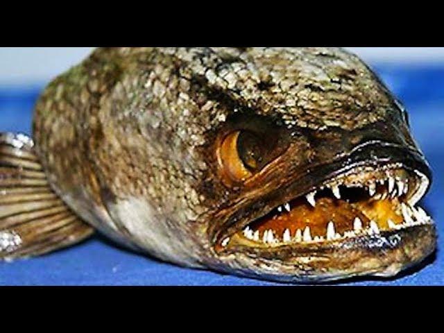 10 Most Deadliest Poisonous Fishes in The World