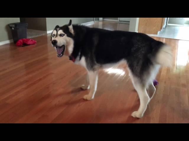 Chatty Husky!