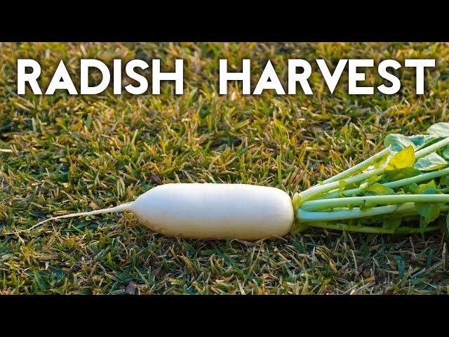 How to grow & harvest Diakon & White Icile radish