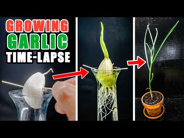 Rooting and Growing Garlic Plant From Clove (42 Days Time Lapse)