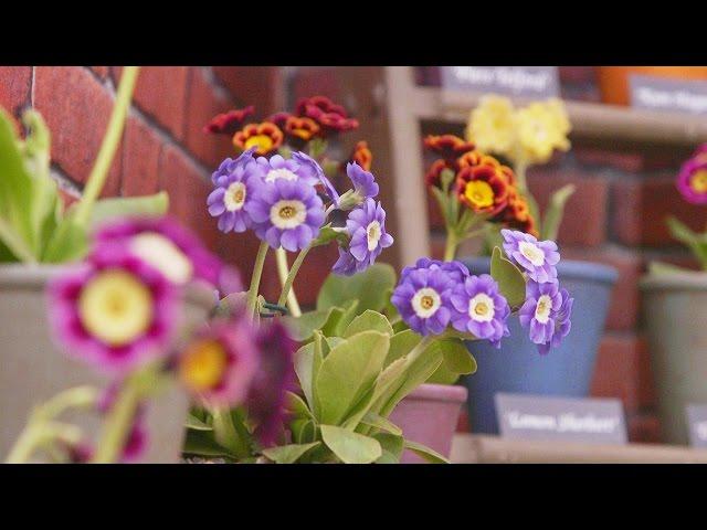 Get Gardening: Particular about Auricula