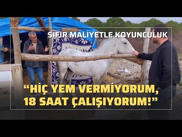 Sıfır Maliyetle Koyunculuk / Hiç Yem Vermiyorum, 18 Saat Çalışıyorum!