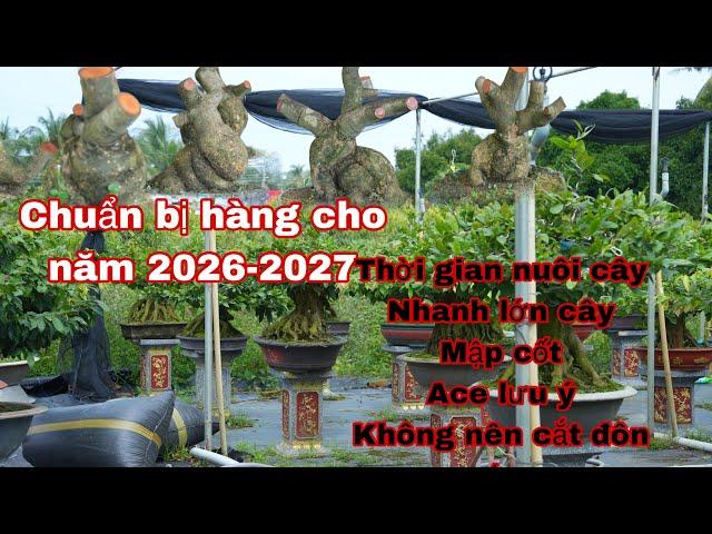 Vườn mai vàng út thạch, chuẩn bị hàng cho năm sau , sưu tầm đồ đẹp để phục vụ ace đam mê