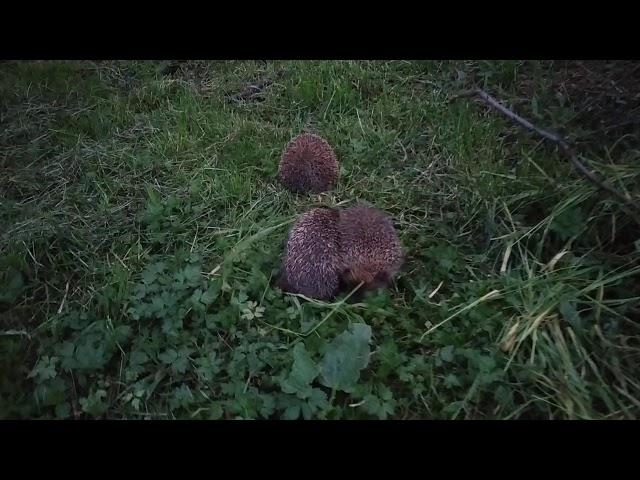 Разборки ежей, бой ежей ёжики деруться