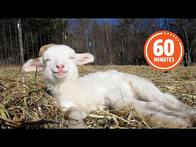 The Very BEST Baby Farm Animals  | FUNNIEST Farm Animals