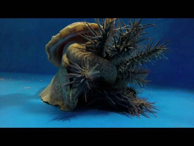 Pacific triton hunts and eats crown-of-thorns starfish