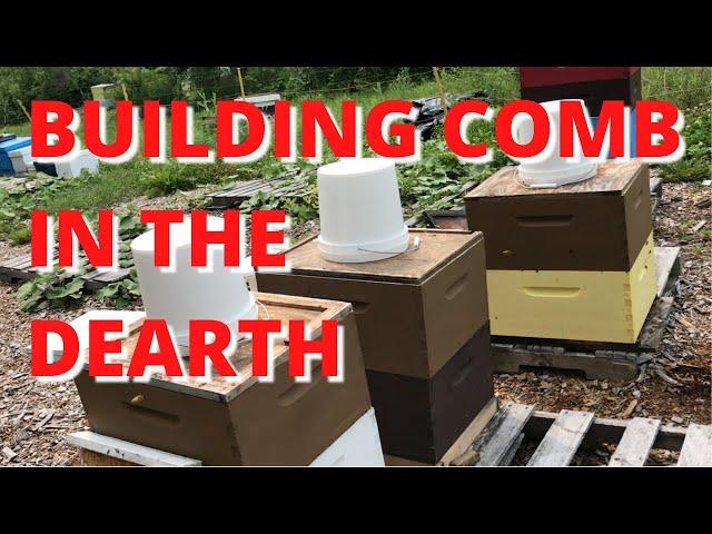 Building comb in the dearth