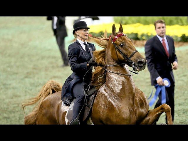 CH Bravo Blue - 2015 UPHA American Saddlebred Open Five-Gaited Horse of the Year