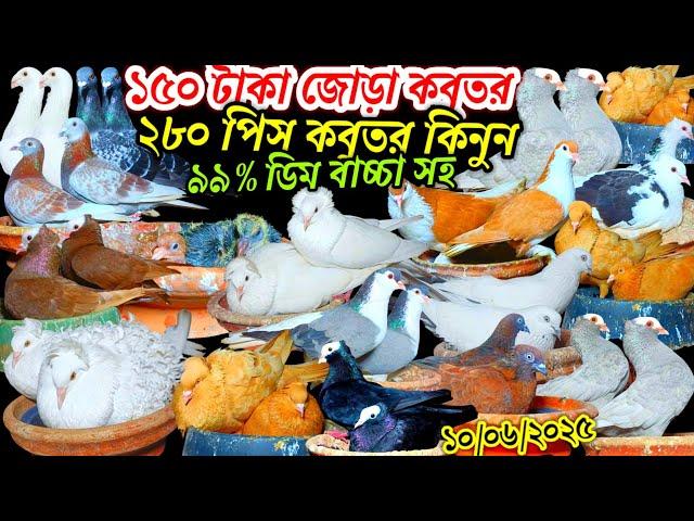 ১৫০ টাকা জোড়া ডিম বাচ্চা সহ ঈদের তৃতীয় দিন ২৮০ পিস ৯৯% কবুতর পৃথিবীর সেরা নামিদামি নতুন কবুতর