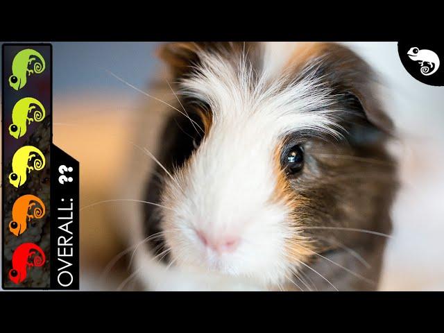 Guinea Pig, The Best Pet Mammal?