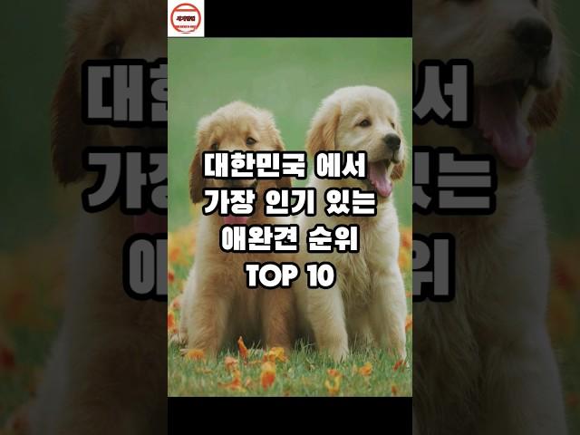 대한민국 에서 가장 인기 있는 반려견 순위 TOP 10