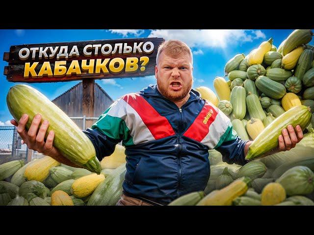 ОТКУДА СТОЛЬКО КАБАЧКОВ?