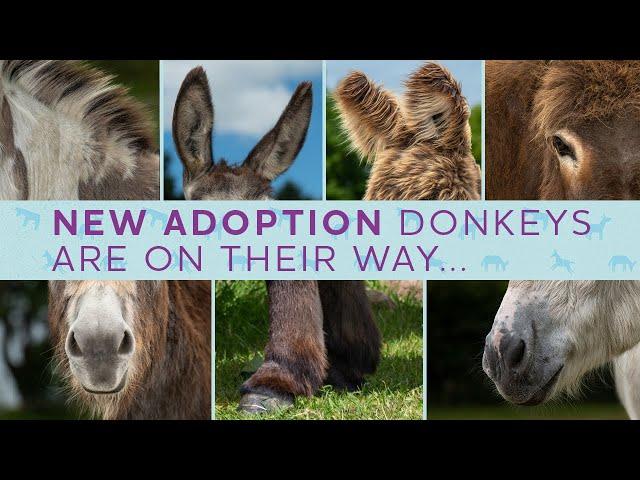 The Big Adoption Donkey Reveal (LIVE)