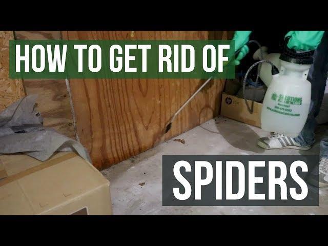 How to Get Rid of Spiders Guaranteed (4 Easy Steps)