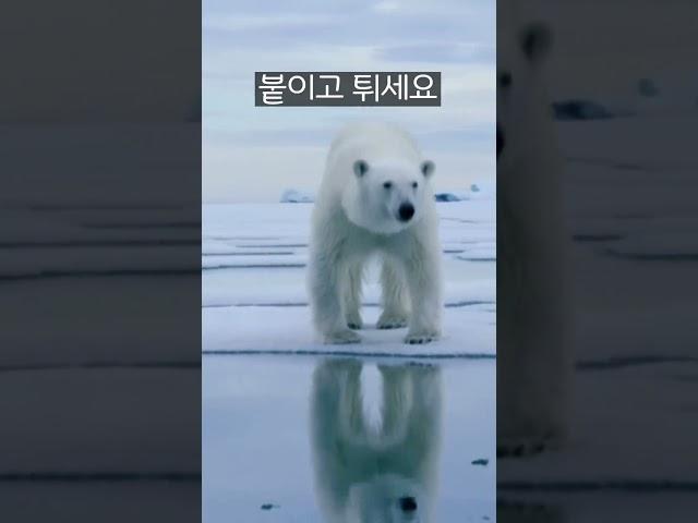 야생동물이랑 싸워서 이기는법 1