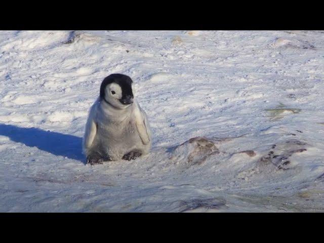 Baby Penguin Tries To Make Friends | Snow Chick: A Penguin's Tale | BBC Earth