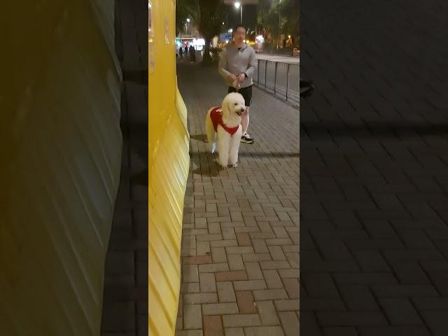 夜晚放犬（牛斗角拍）