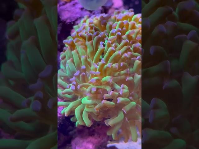 This Frammer coral 🪸 is growing super fast. #youtubeshorts #aquarium #ocean