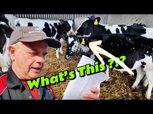 CALFS Are SELLING Like HOTCAKES - The Day I LOST My Trailer Plug… And What I Did Next