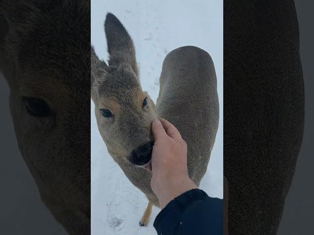 Косуля. Неожиданная встреча.