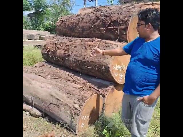 Uttarakhand Forest Corporation. Sal wood round logs.Contact Mobile no.8445303859.