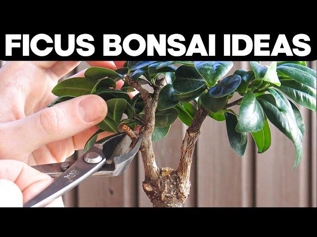 Ficus Bonsai Trees - Pruning and Shaping Ideas 