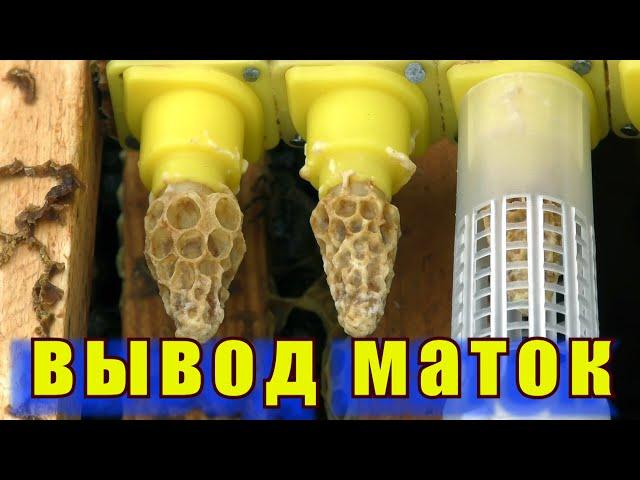 ВЫВОД ПЧЕЛИНЫХ МАТОК ПОЭТАПНО.