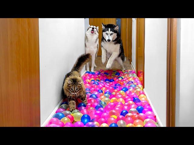 No One Will Pass Here! Dogs And Cats Against Water Balloons