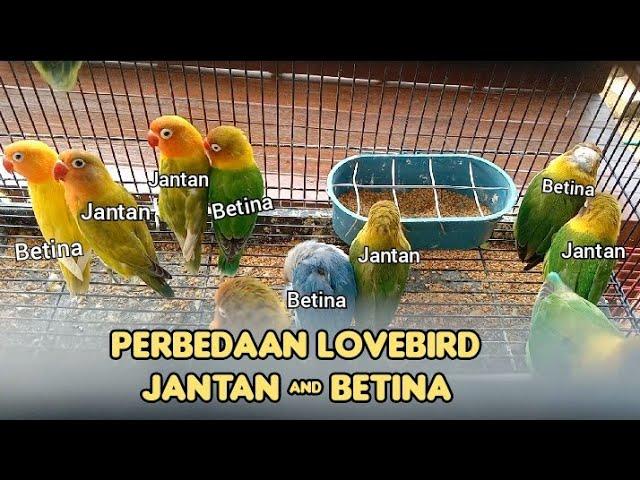 perbedaan Lovebird jantan dan betina di pasar ombyokan