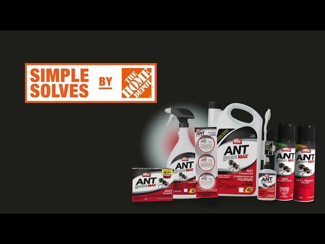 How to Get Rid of Ants (Fast & Easy) | The Home Depot Canada