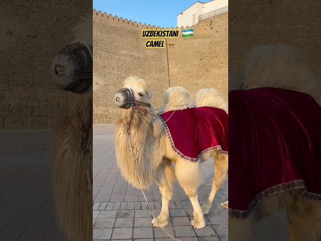 Uzbekistani Camel #silkroute #Bukhara #travel Pahadi Camel #Uzbekistan