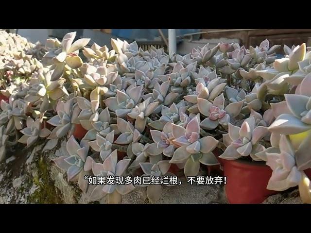 多肉植物总烂根？诚品绿仓揭秘原因，全网唯一详细防治攻略！